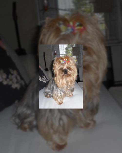 Bella Rosa Di Venezia